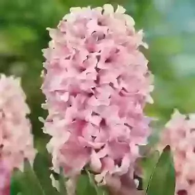 Pink Surprise
